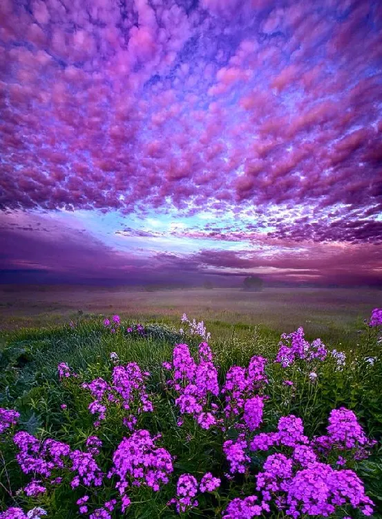 fleur mauve violette par Vincent Dessaint photographe